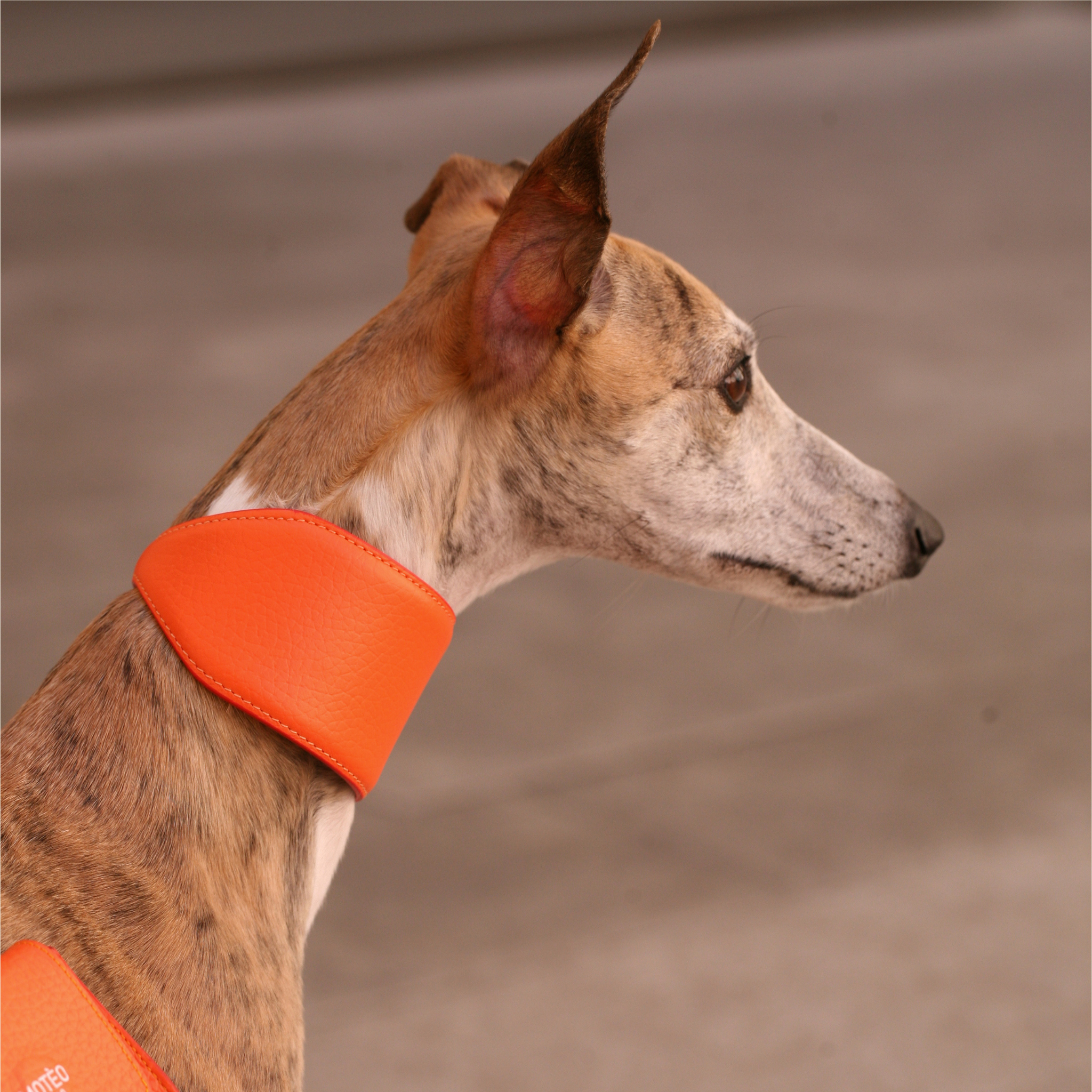 Collare Levriero in pelle Iconic Orange