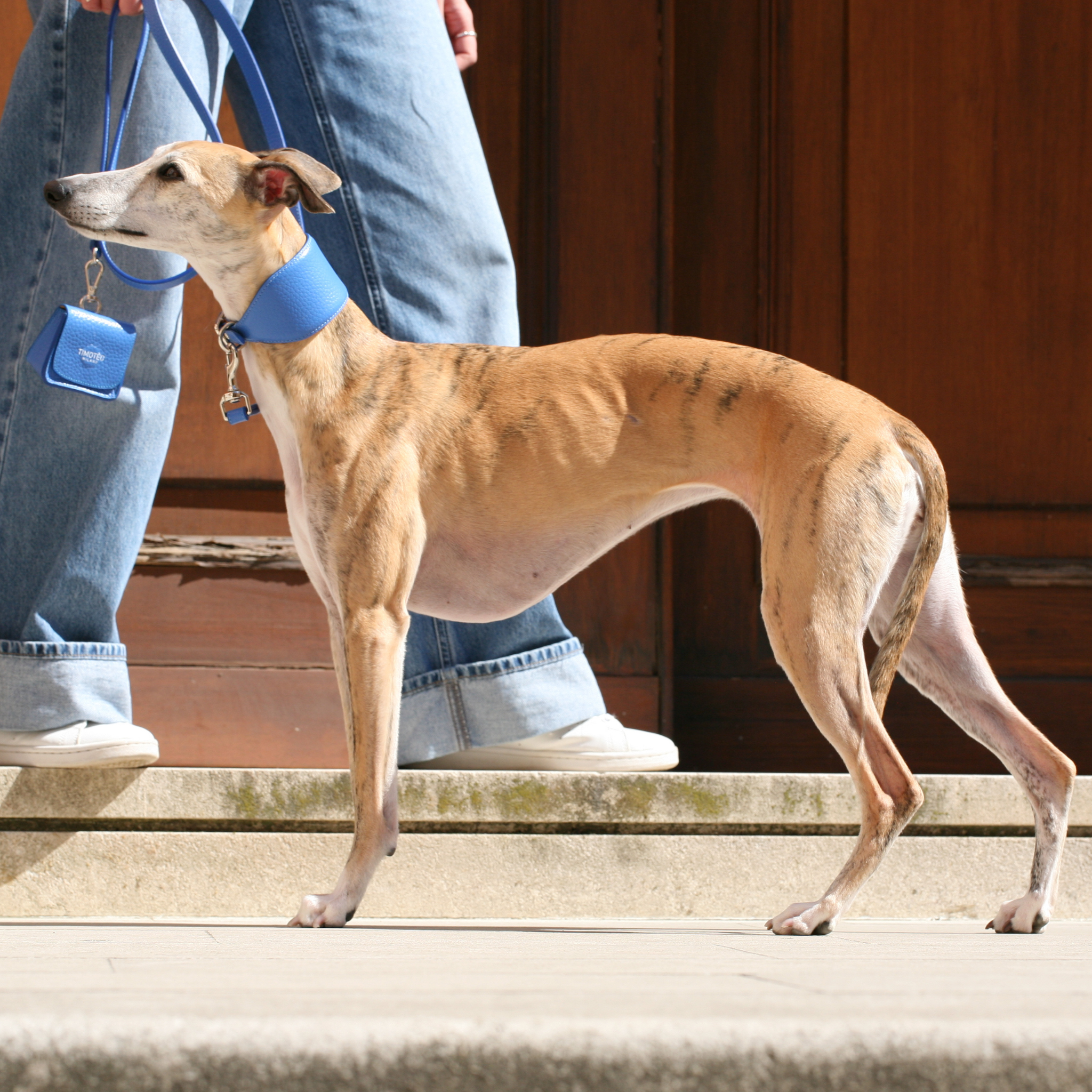Leather Collar for Greyhounds Santorini