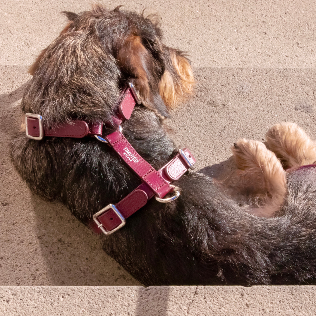 H Leather Harness Barolo