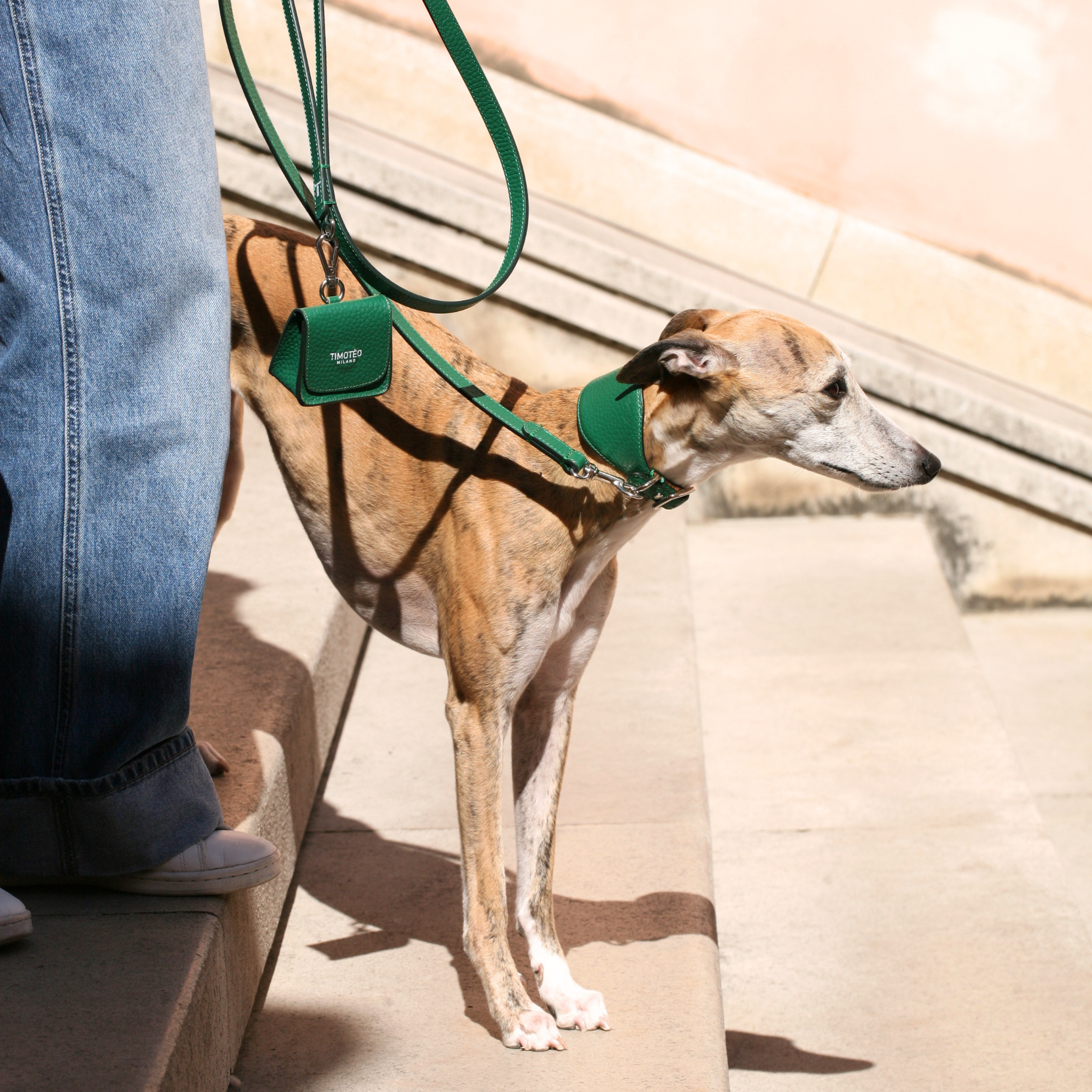 Leather Collar for Greyhounds Avocado