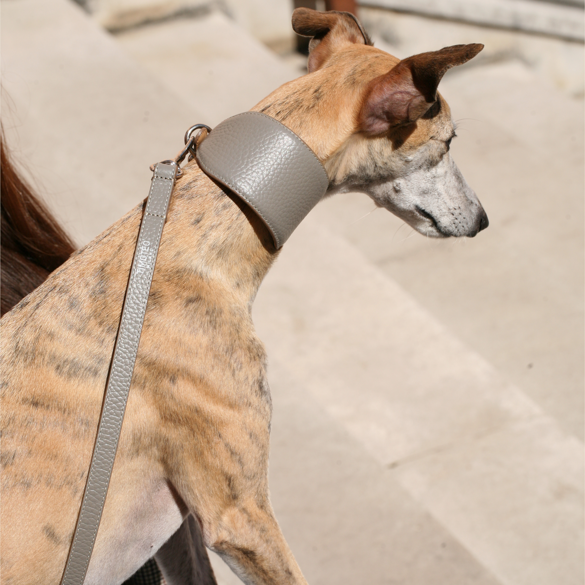 Leather Collar for Greyhounds Taupe