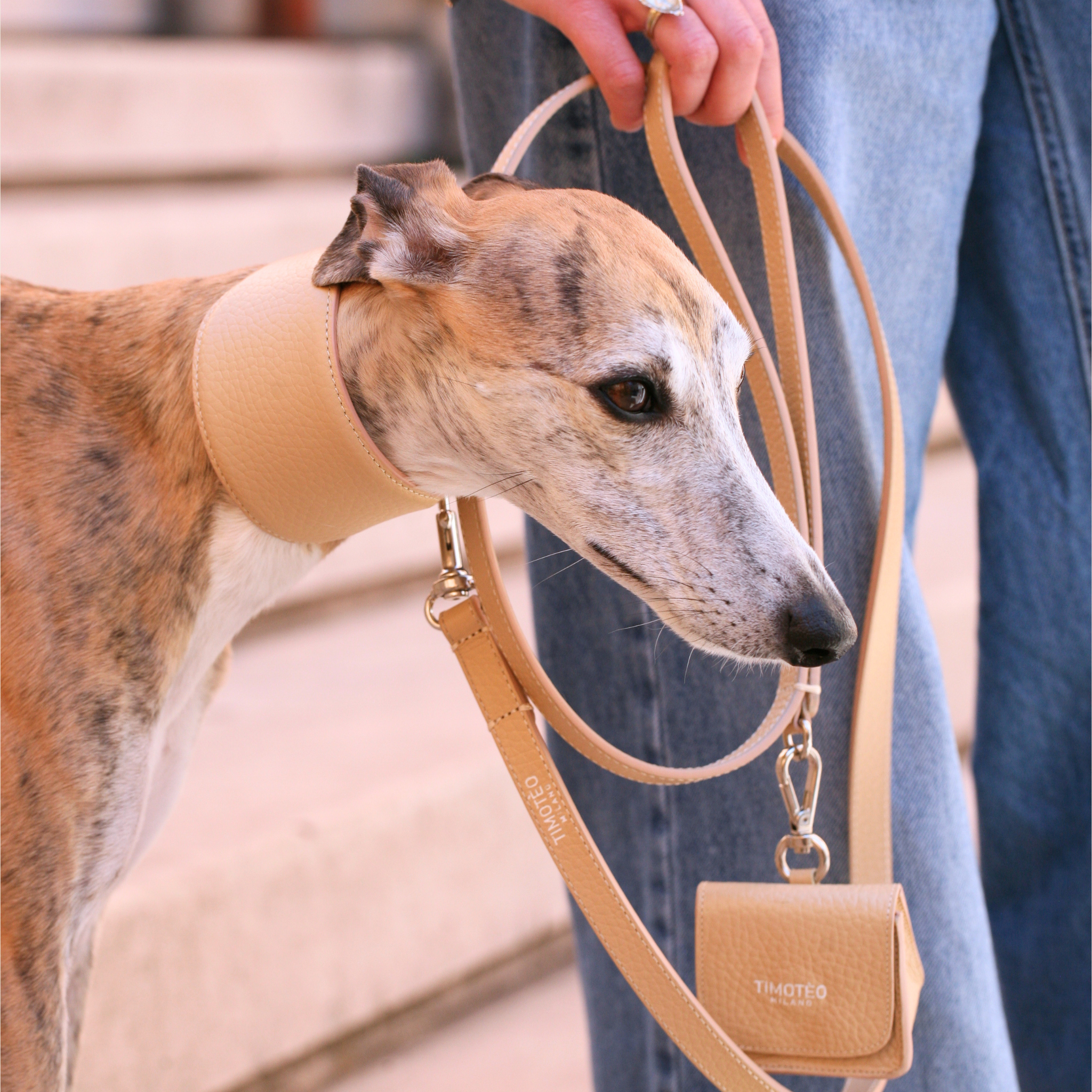 Leather Collar for Greyhounds Sahara