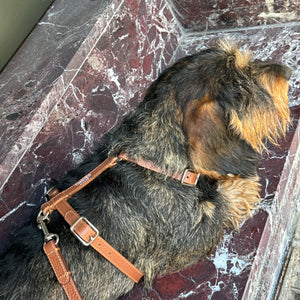 Pettorina per cane in pelle marrone Cinnamon con doppia cinghia e fibbie metalliche