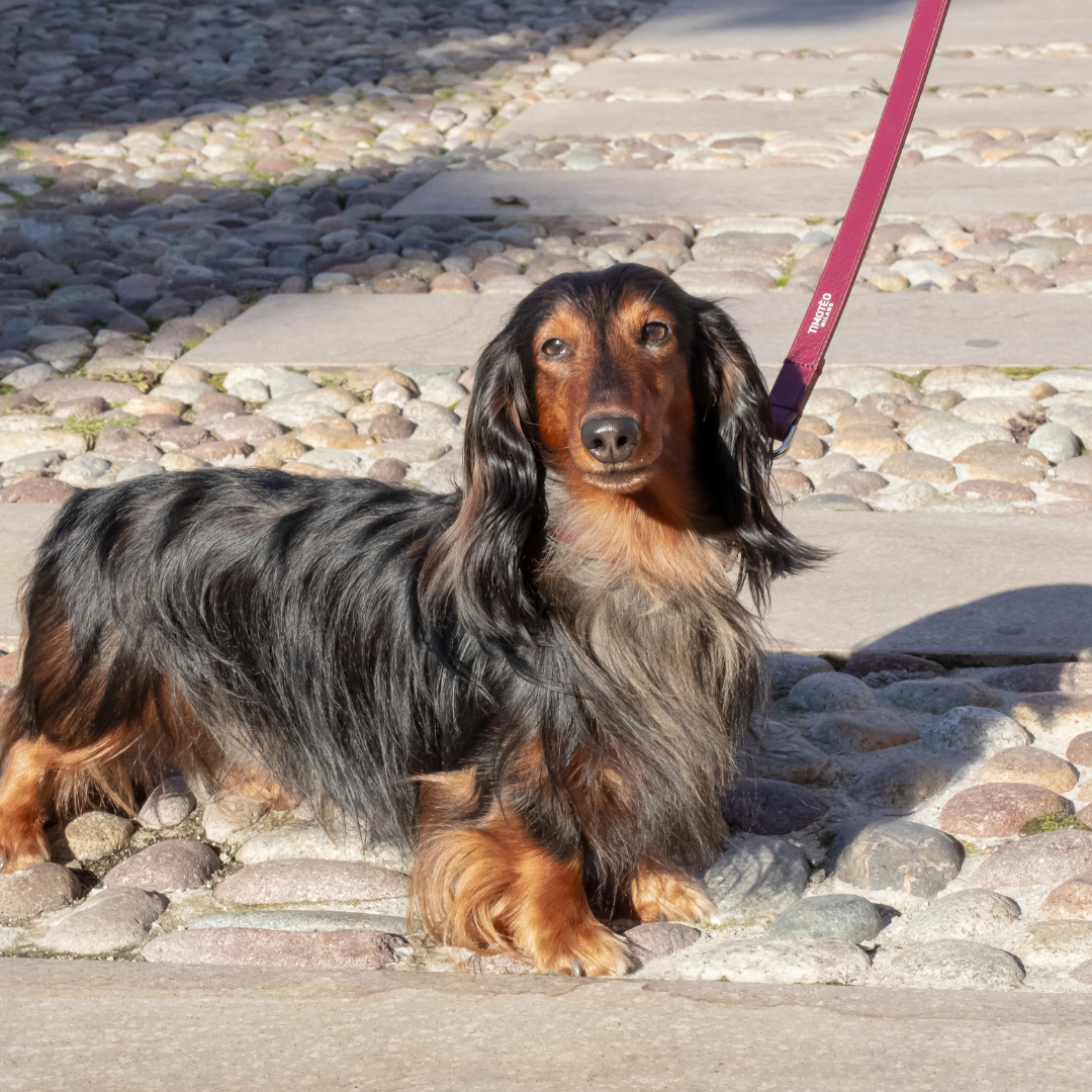 Leather Collar Barolo