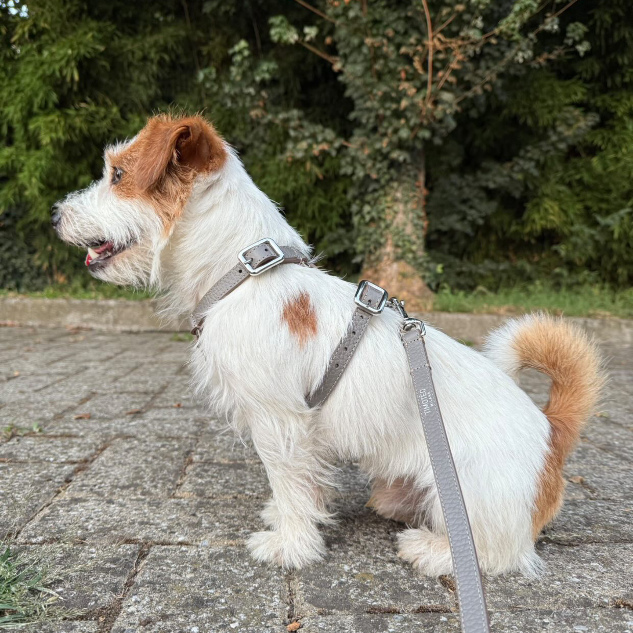 Romeo – H Leather Harness Taupe