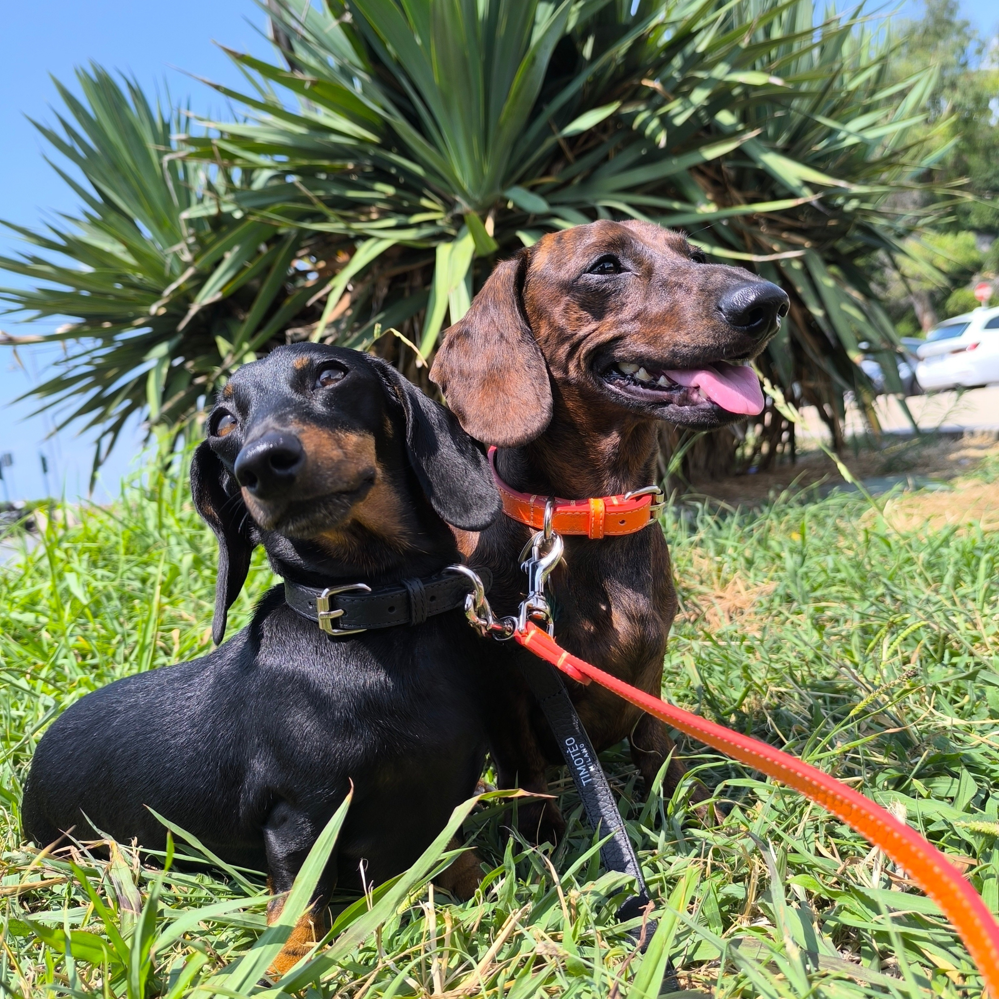 Collare in pelle Licorice