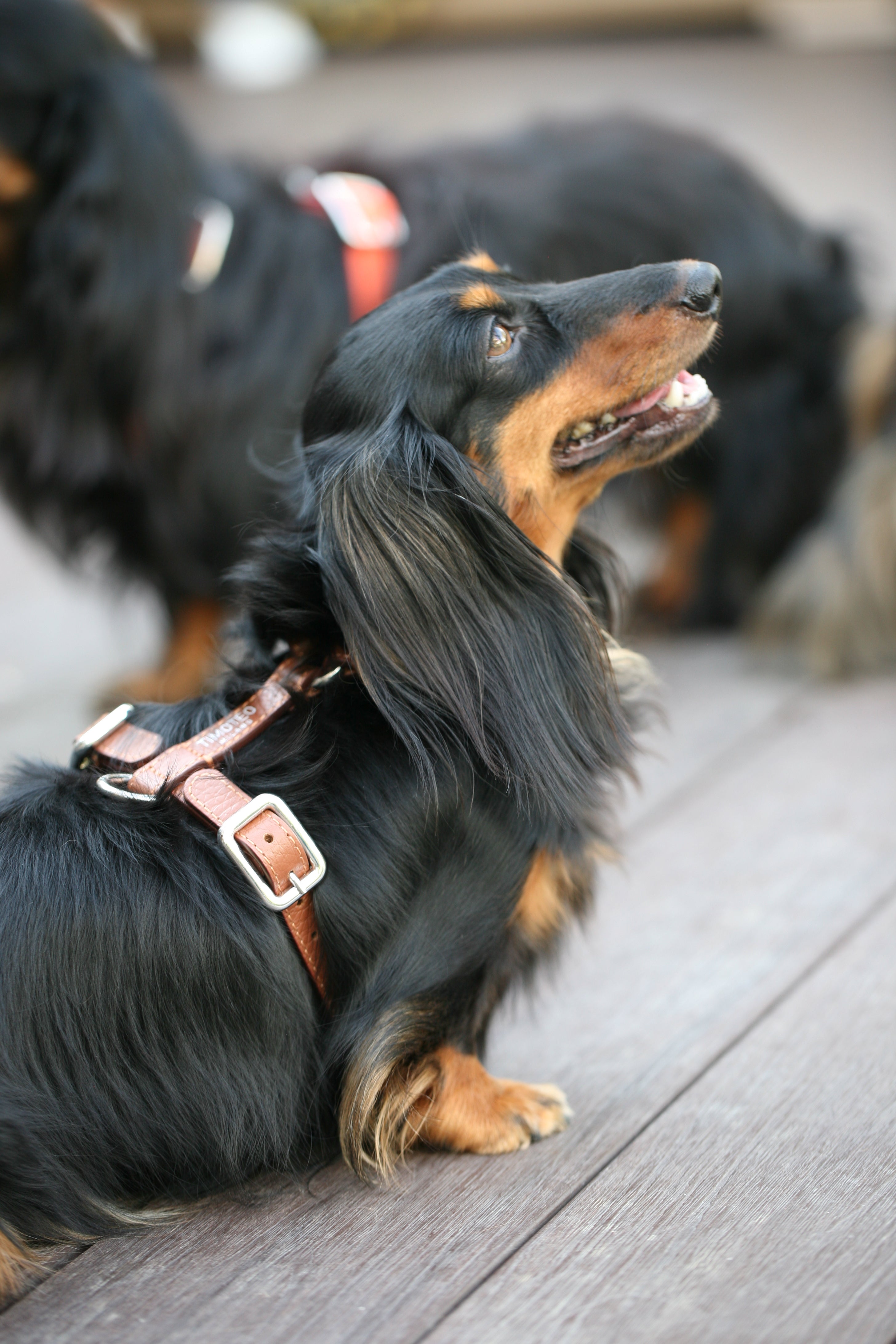 Pettorina H in pelle Cinnamon