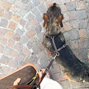 Pettorina H tabacco in pelle sul cane, cinghie posteriori e fibbie