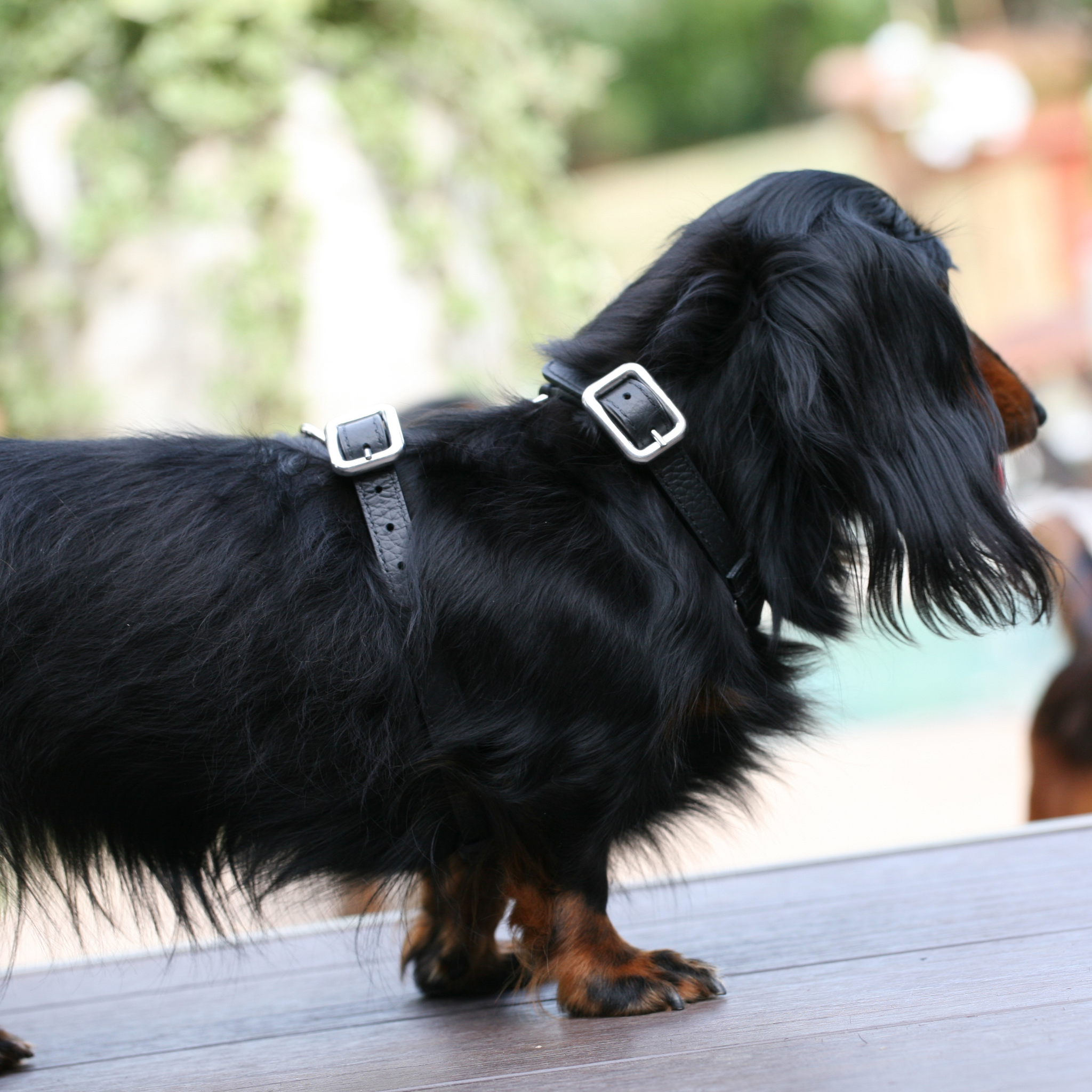 Pettorina H in pelle Licorice