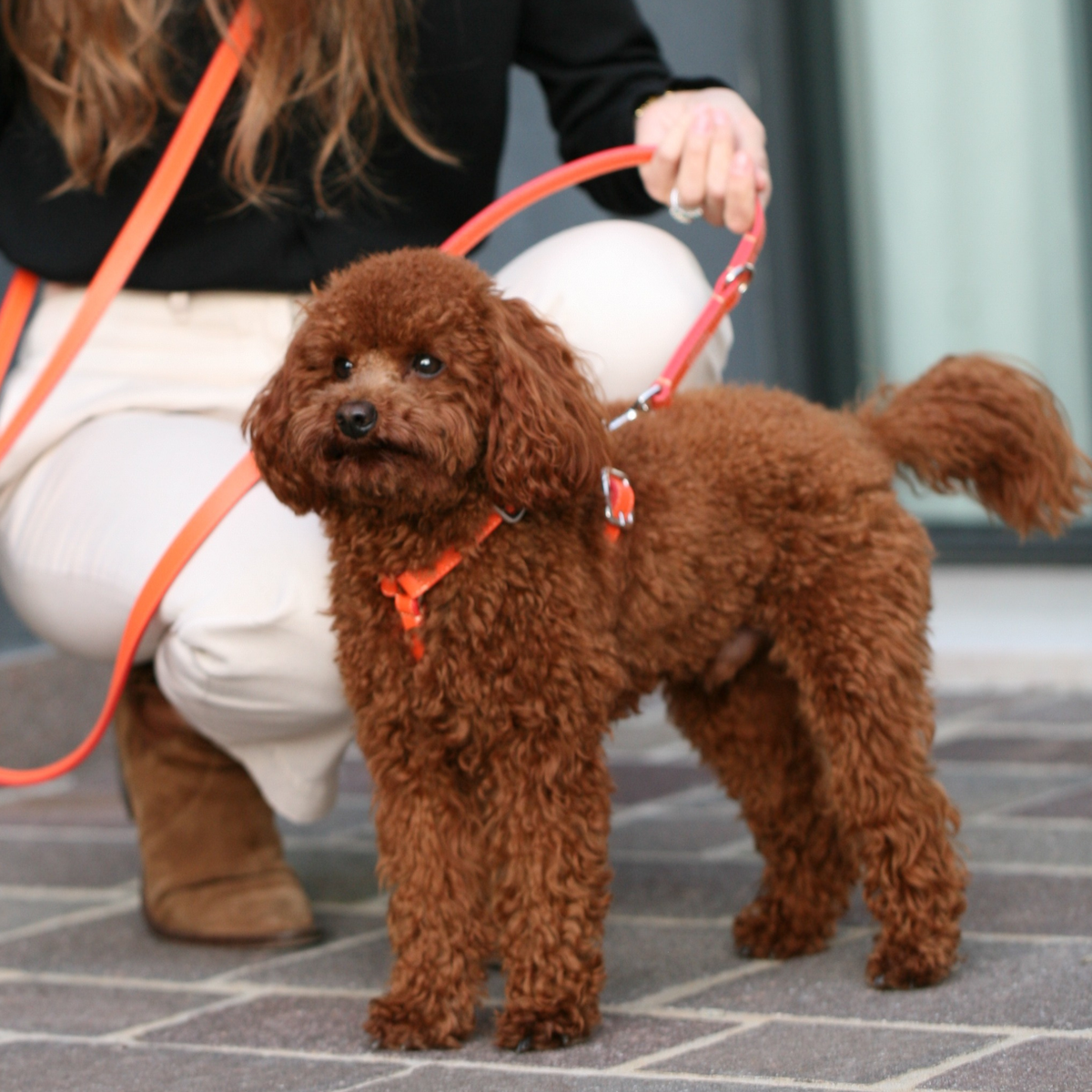 Accessori per cani che non rovinano il pelo: comfort e cura quotidiana