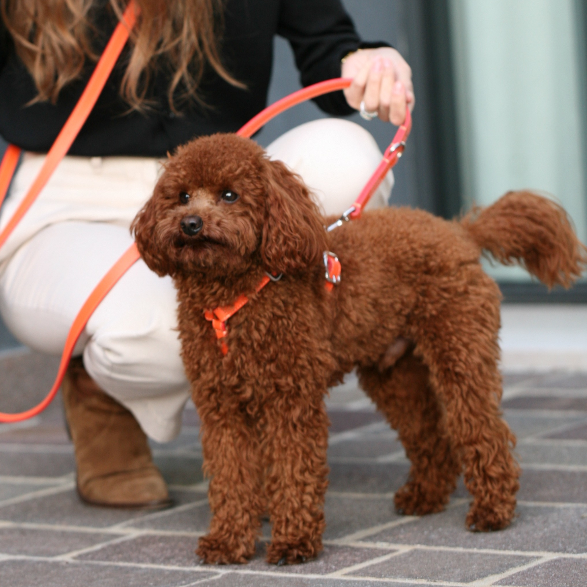 Accessori per cani che non rovinano il pelo: comfort e cura quotidiana