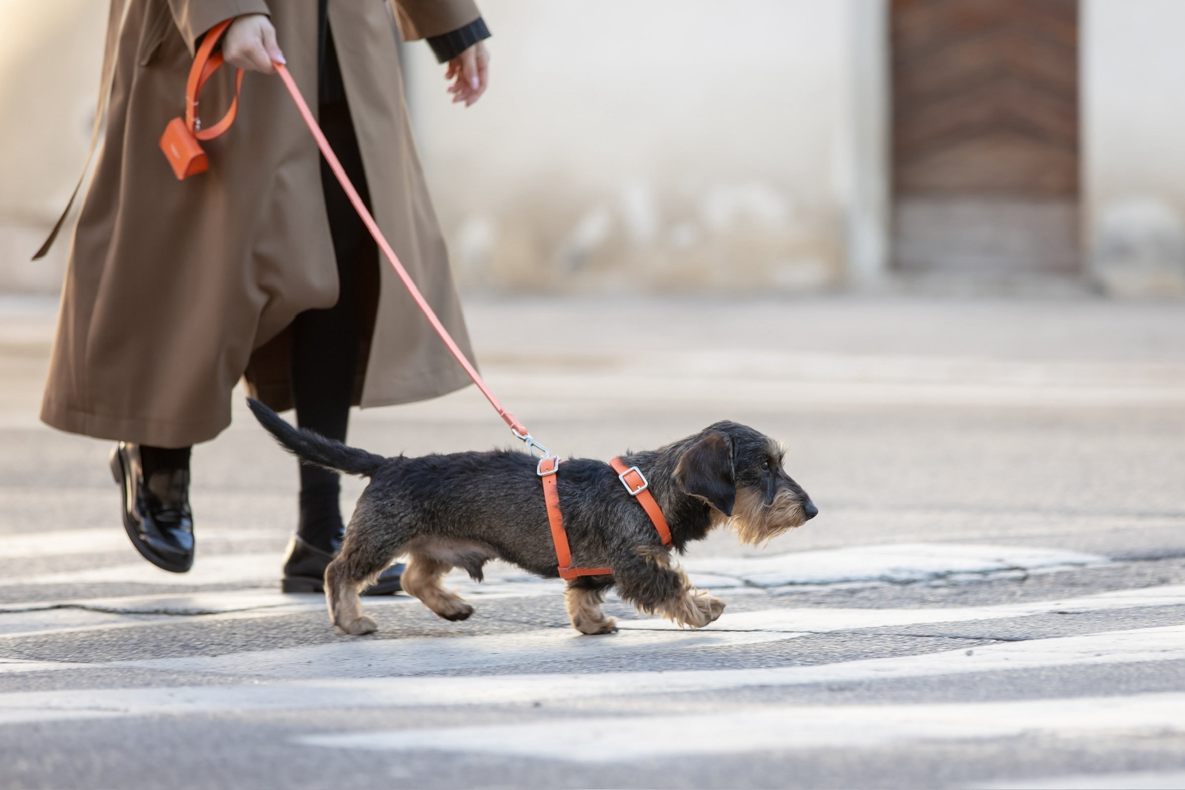 Pettorina H! La scelta migliore: Comfort e Sicurezza per i cani di piccola e media taglia