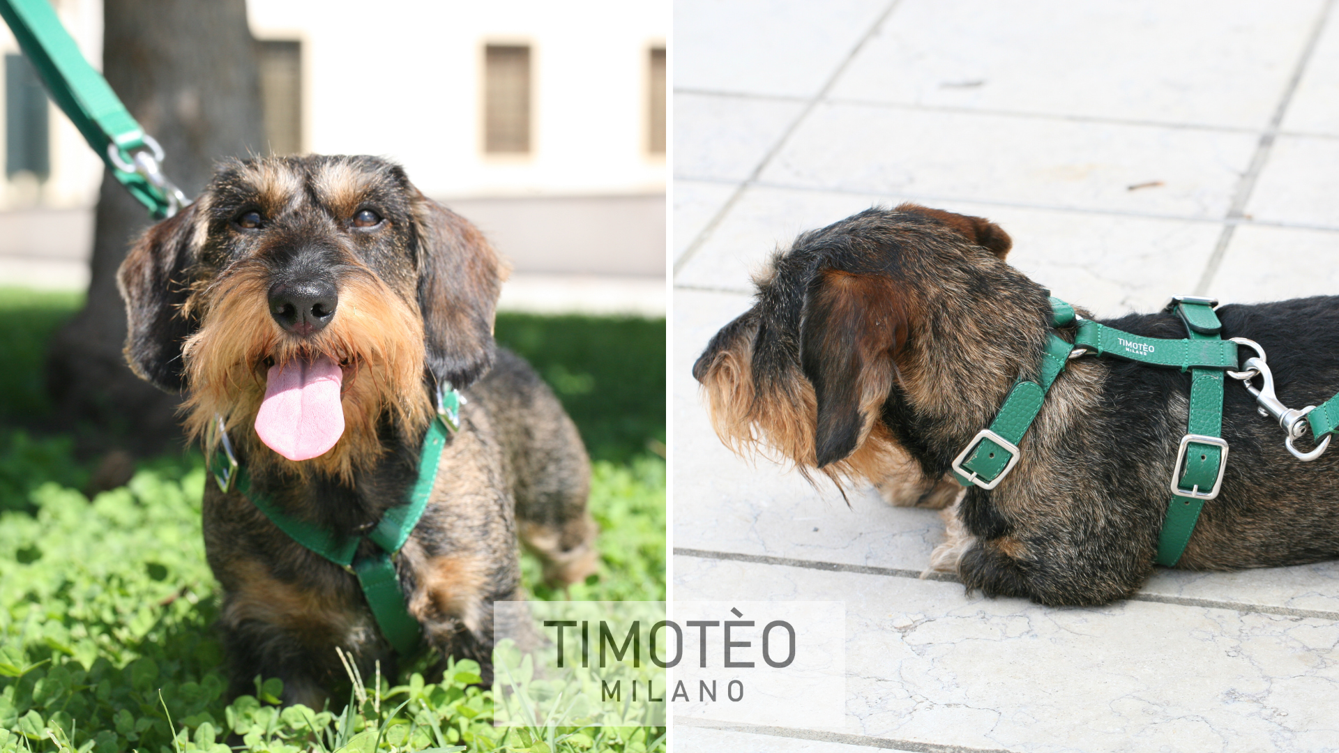 Pettorina ad H per cani: guida tecnica e innovazione Timotèo Milano