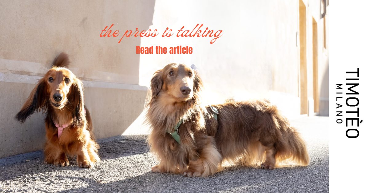 Accessori per cani di design: parlano di noi!