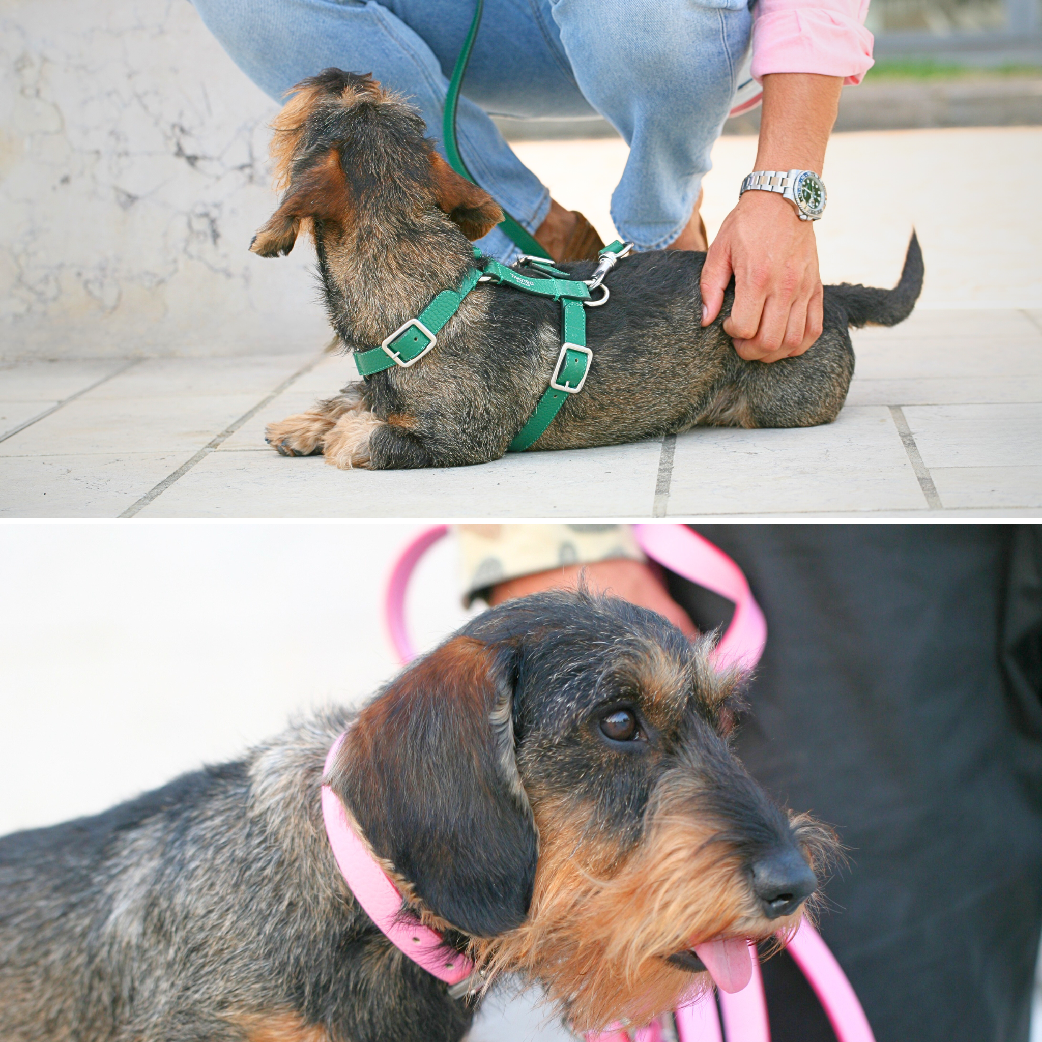 Collare o pettorina: come scegliere l’accessorio giusto per il tuo cane