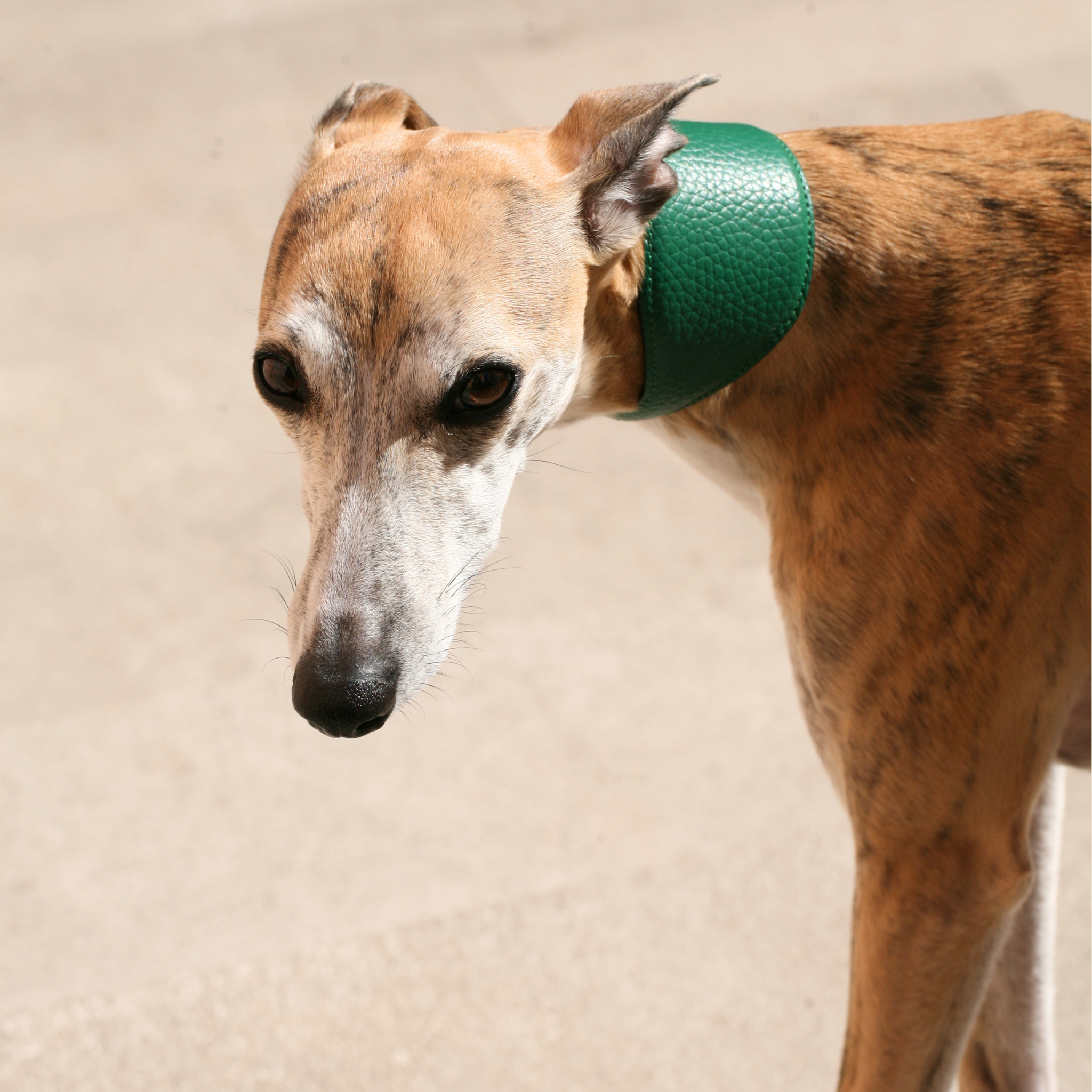 Collare Levriero in pelle Avocado