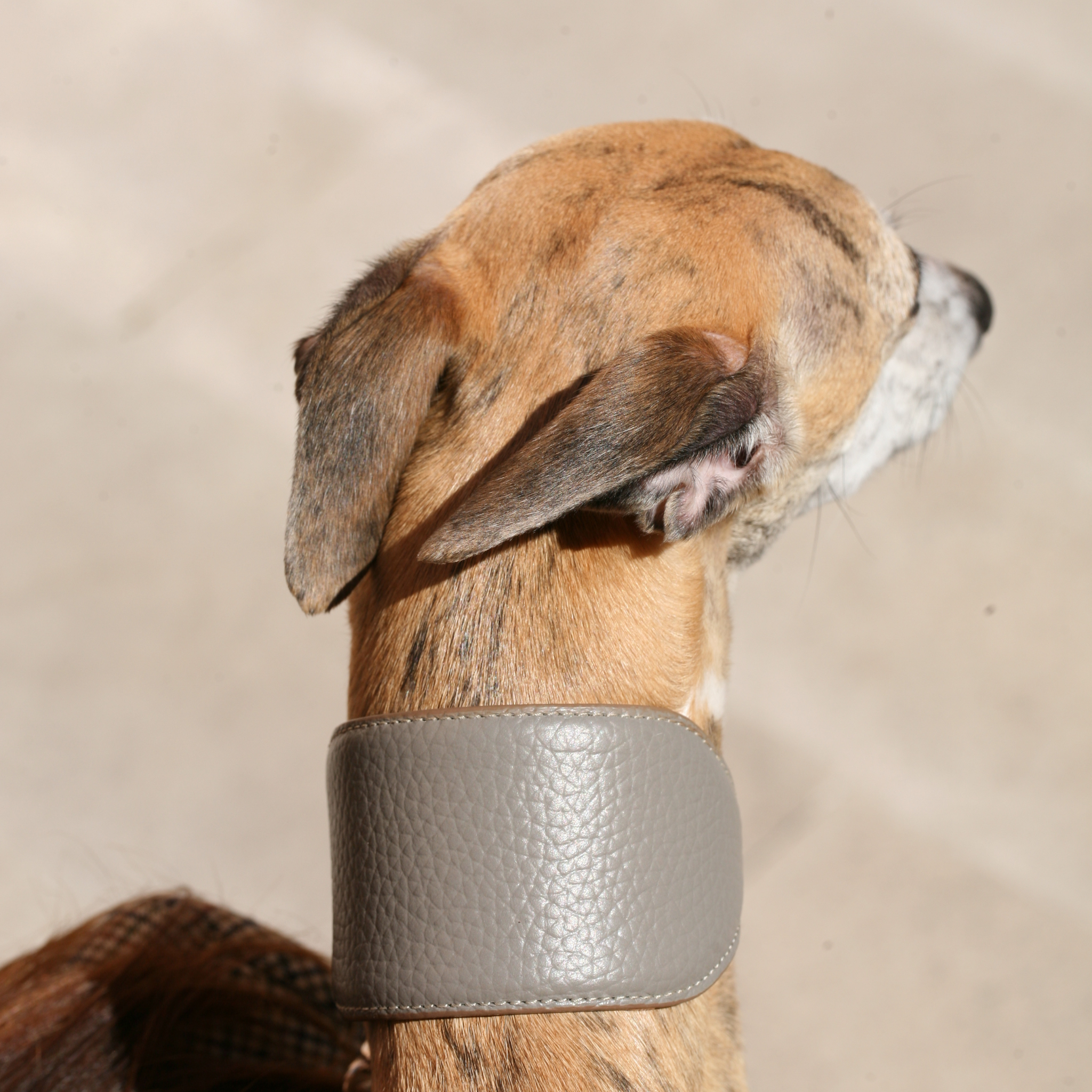 Collare Levriero in pelle Taupe