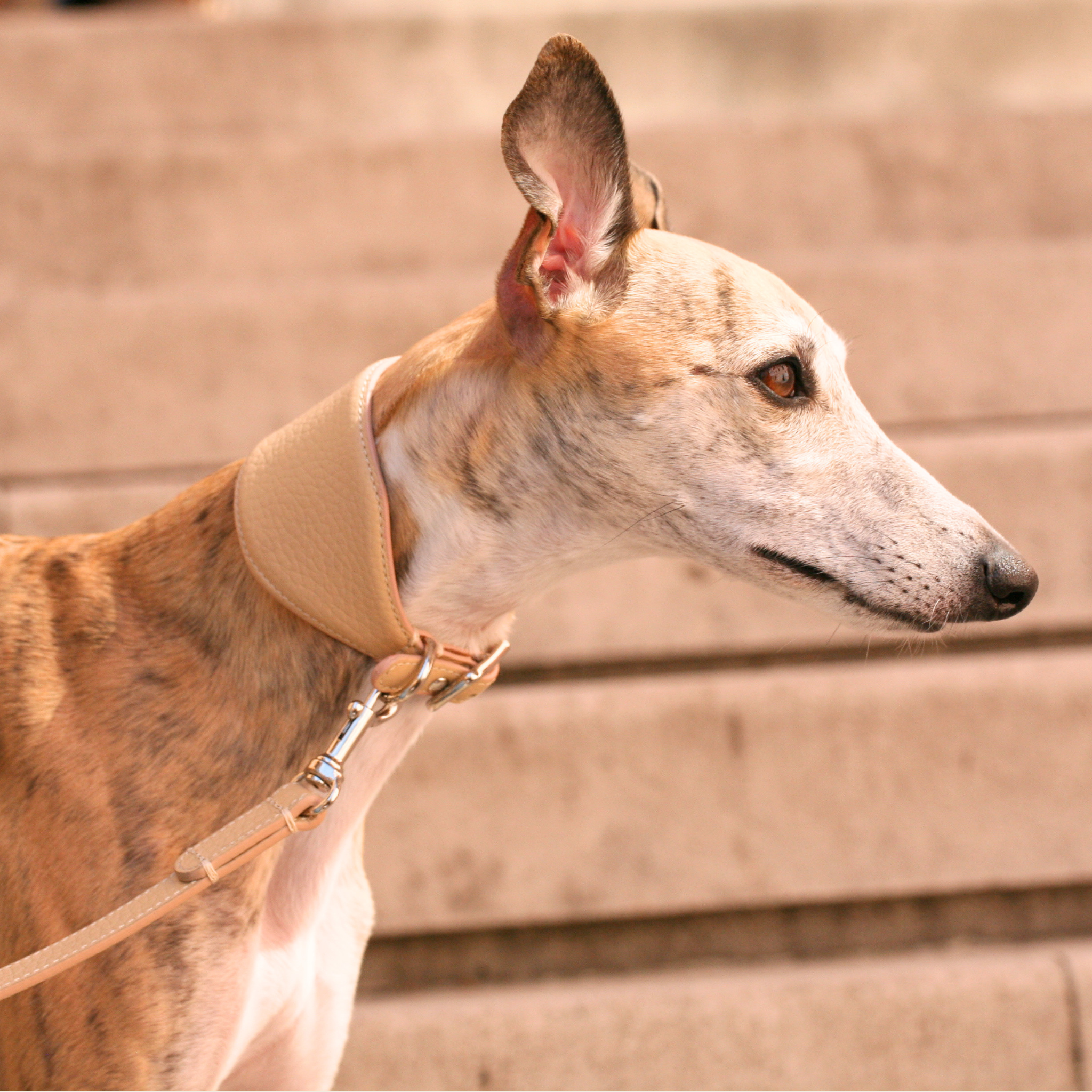 Collare Levriero in pelle Sahara