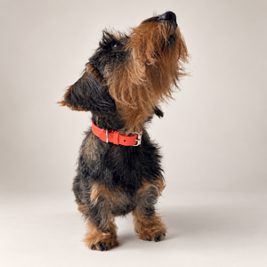 Collare in pelle arancione Timotéo Orange con fibbia metallica, indossato da cane