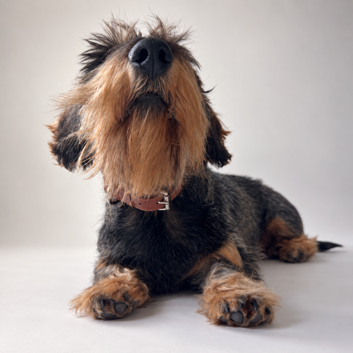 Leather Collar Cinnamon