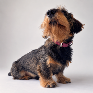 Collare in pelle bordeaux con fibbia e anello, davanti al collo del cane.