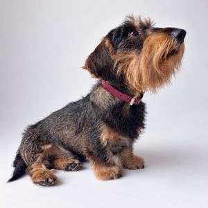 Collare in pelle bordeaux con anello e fibbia, visto di lato sul cane.