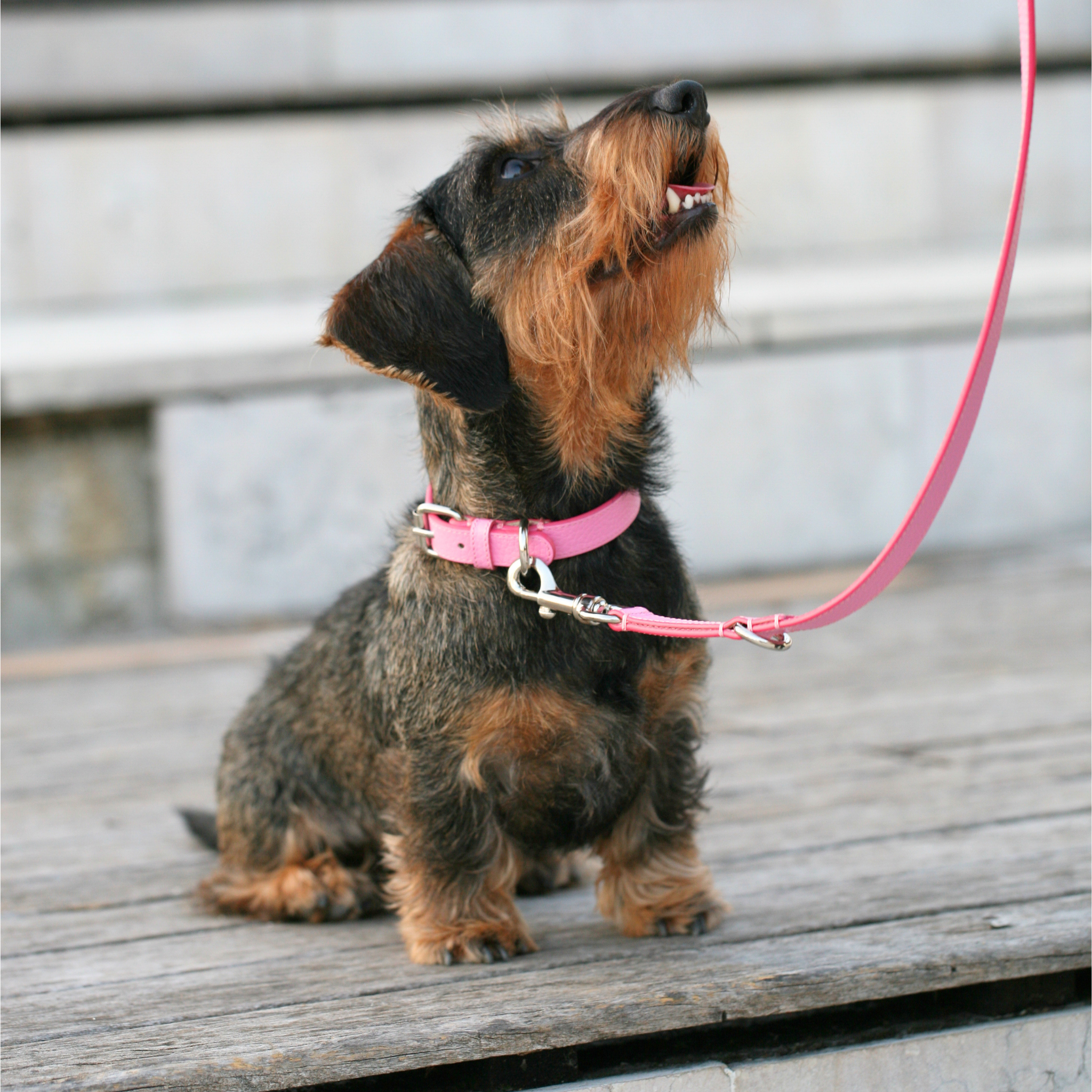 Collar de cuero Flamingo