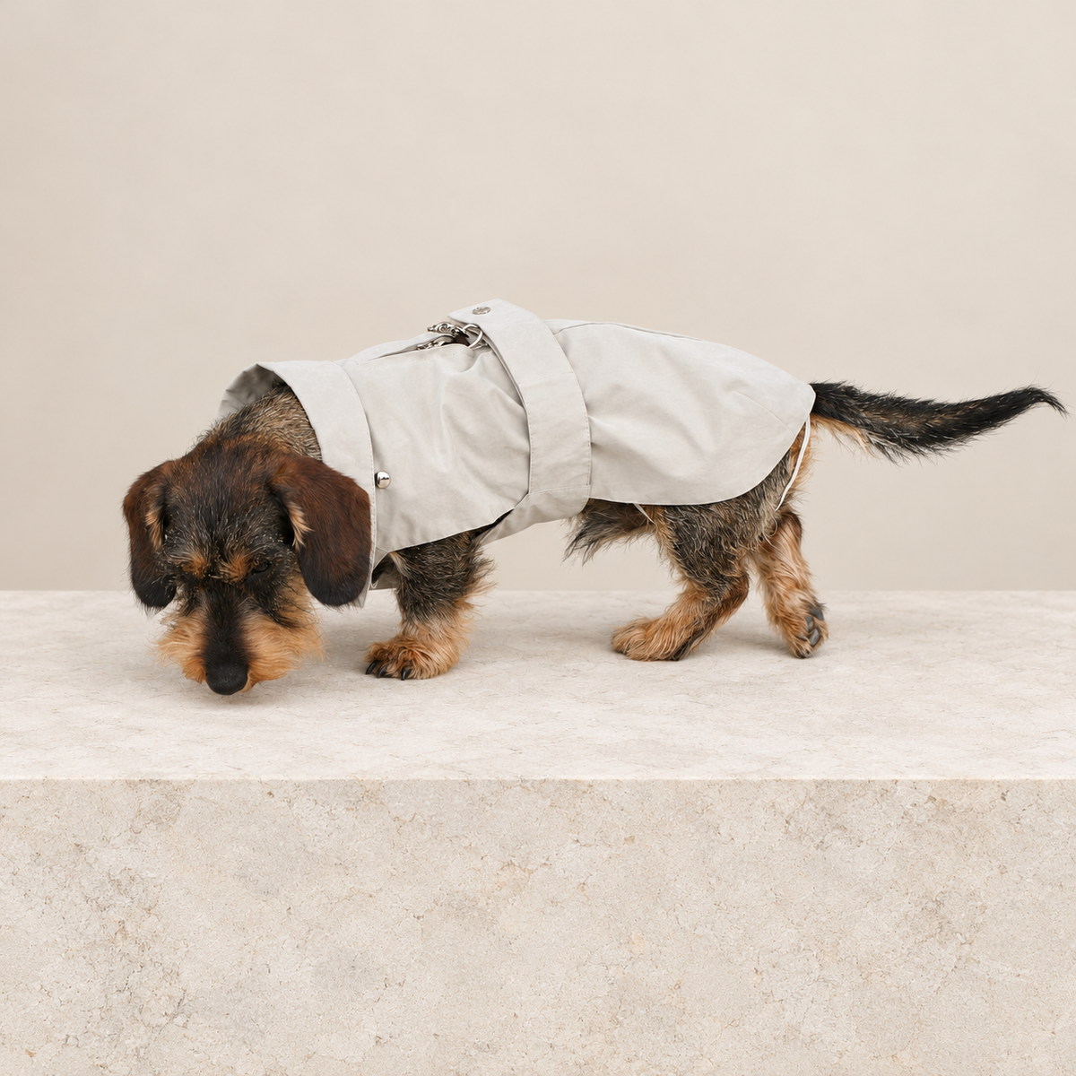 Giacca per cane beige chiara con zip frontale e bottoni sul colletto