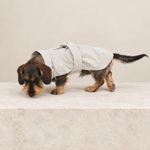 Giacca per cane beige chiara con zip frontale e bottoni sul colletto
