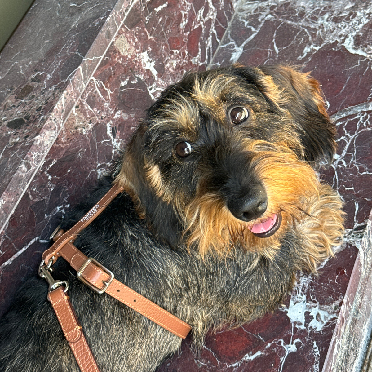 Pettorina per cane in pelle marrone Cinnamon con fibbie in metallo e cinghia frontale