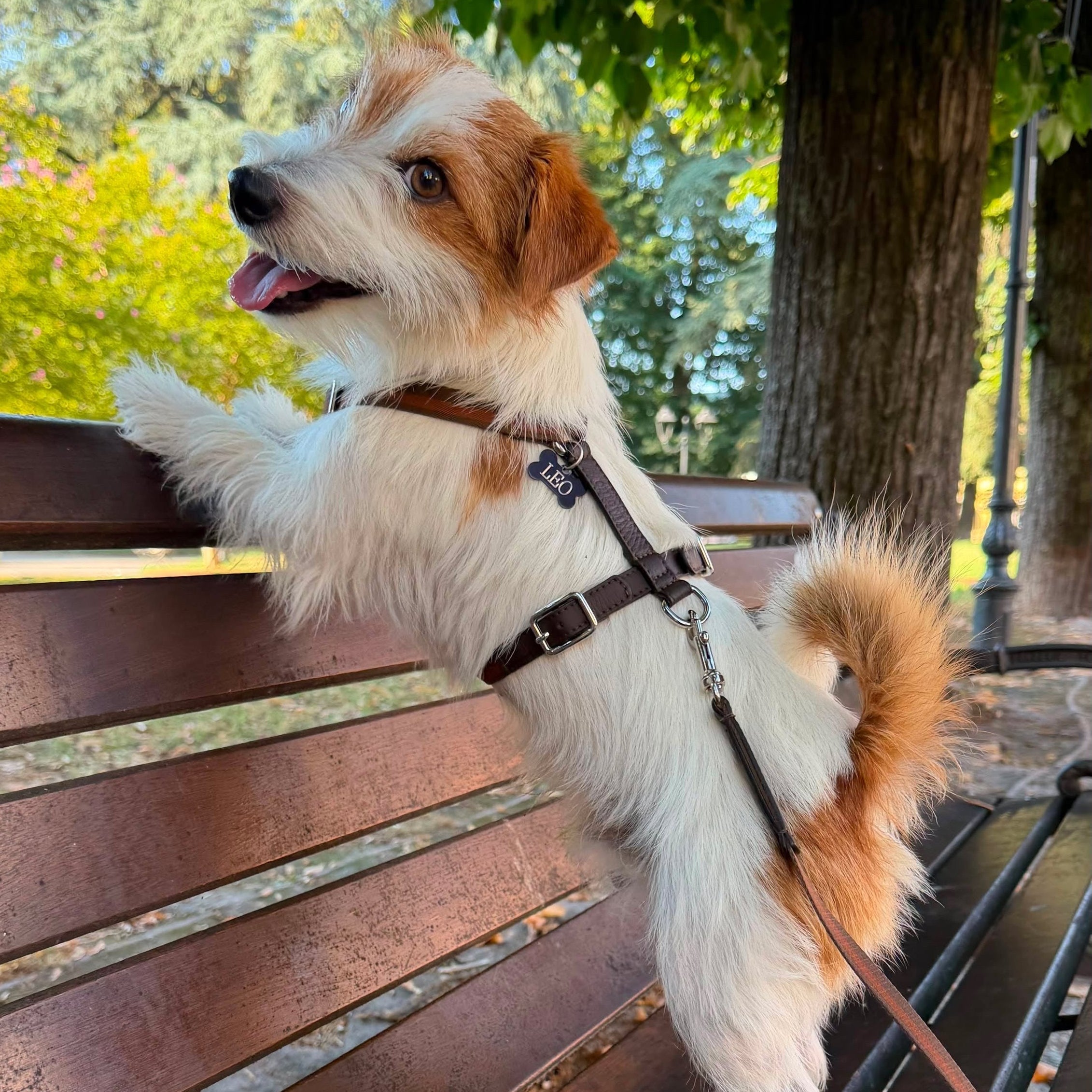 Pettorina H in pelle tabacco sul cane, cinghie anteriori e fibbie metalliche