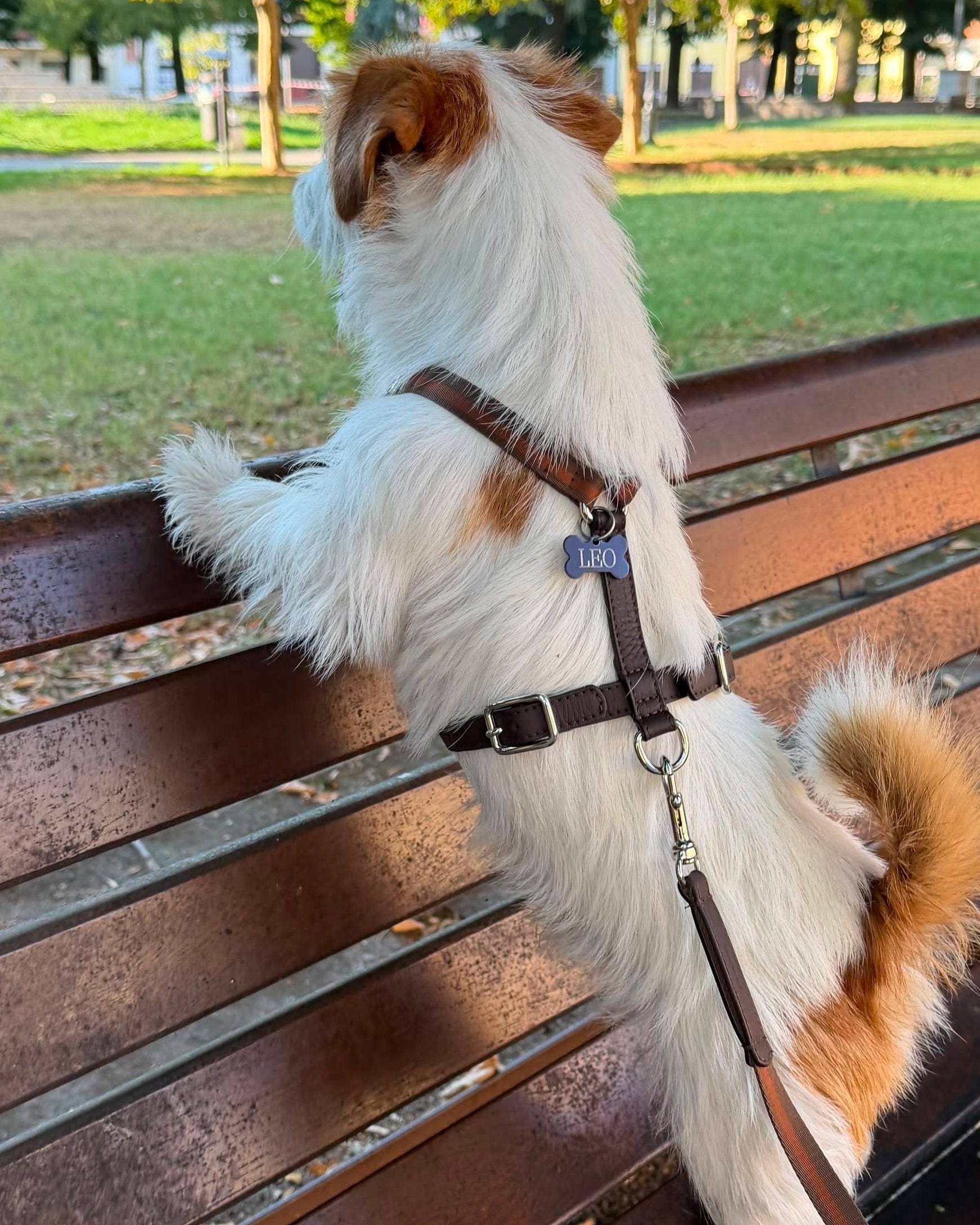 Pettorina H tabacco in pelle sul cane, cinghie regolabili e fibbie