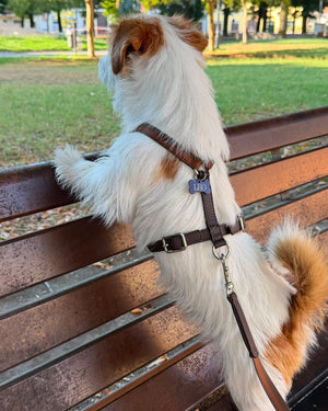 Pettorina H tabacco in pelle sul cane, cinghie regolabili e fibbie