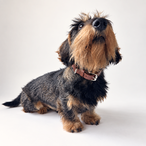 Collare in pelle Cinnamon marrone con fibbia metallica, indossato da cane a pelo scuro
