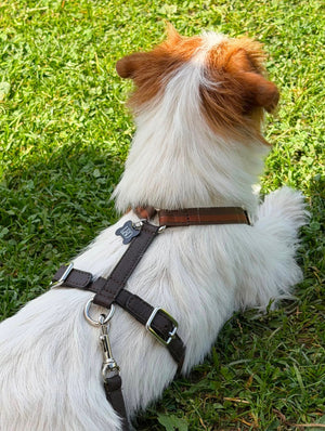 Pettorina H in pelle e nastro tabacco sul cane a pelo bianco, cinturino torace